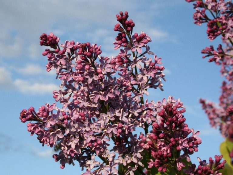 Syringa vulgaris - Dyrelund L 170