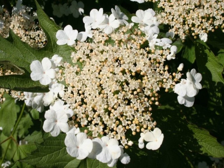 Viburnum opulus – Dyrelund L 169