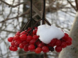 Viburnum opulus - Dyrelund L 013