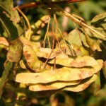 Acer campestre – Dyrelund L 098
