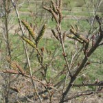 Alnus viridis – Dyrelund L 072