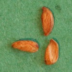 Amelanchier alnifolia – Dyrelund L 099