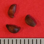 Amelanchier spicata – Dyrelund L 101