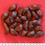 Amelanchier spicata – Dyrelund L 101