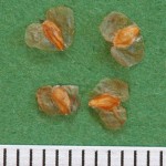 Betula pubescens - Dyrelund FP 789