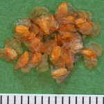 Betula pubescens - Dyrelund FP 789