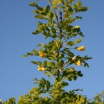 Caragana arborescens - Dyrelund L 178