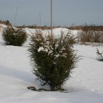 Juniperus communis - Dyrelund L 204