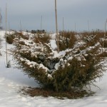 Juniperus communis - Dyrelund L 204