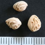 Prunus padus - Dyrelund L 009