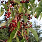 Prunus serotina - Dyrelund