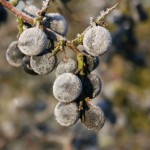 Prunus spinosa - Dyrelund L 034