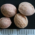 Prunus spinosa - Dyrelund L 034