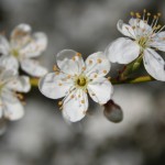 Prunus cerasifera - Dyrelund L 197