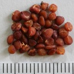 Ribes alpinum - Dyrelund L 104