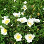 Rosa pimpinellifolia - Dyrelund L 018