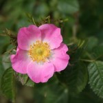 Rosa rubiginosa - Dyrelund L 016