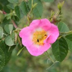 Rosa rubiginosa - Dyrelund L 172