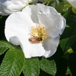 Rosa rugosa alba - Dyrelund L 108