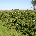 Rosa rugosa alba - Dyrelund L 108