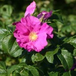 Rosa rugosa rubra - Dyrelund