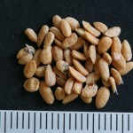 Sambucus racemosa - Dyrelund L 086