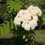 Sorbus aucuparia - Dyrelund L 087